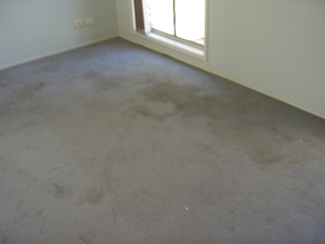 Stained carpet (before cleaning)